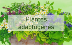 Ccomme chanvre - plantes adaptogènes