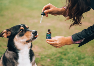 Ccomme chanvre - dosage CBD et chien